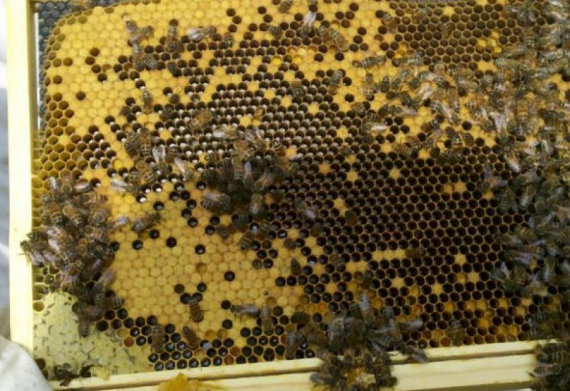 Pra Vida - Apicultores do Núcleo da ACIC participam da última capacitação em 2018