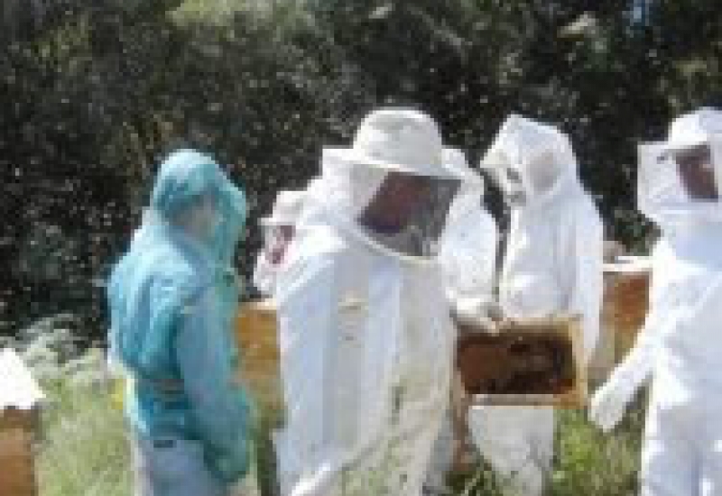 Pra Vida - Apicultores do Núcleo de Apicultura ganham destaque em reportagem do Diário Catarinense